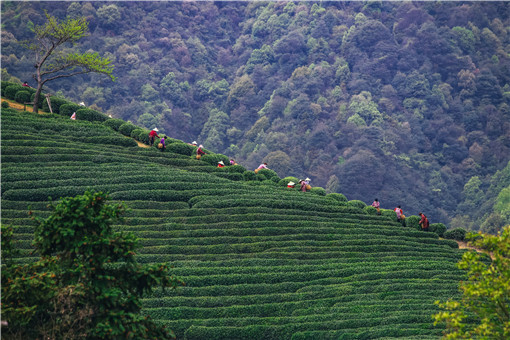 种植油茶树-摄图网