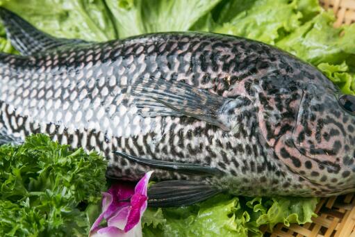 石斑鱼多少钱一斤市场价2023-摄图网