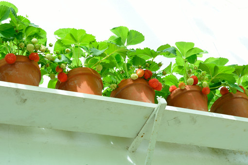 阳台怎么种草莓-摄图网