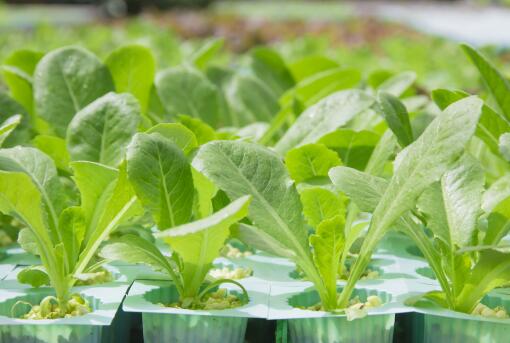 哪些蔬菜可以采取无土栽培种植-摄图网