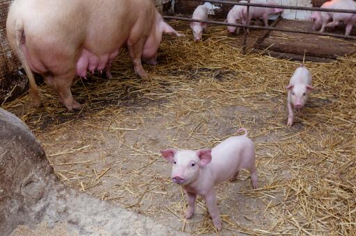 母猪养殖-摄图网