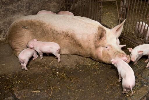 母猪-摄图网