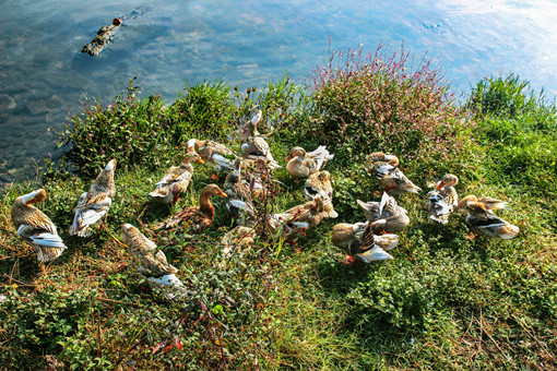 生态养鸭-摄图网