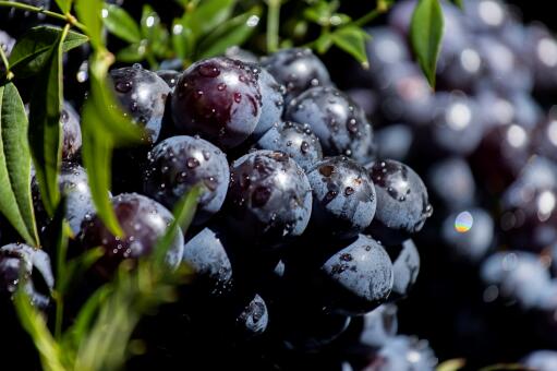 夏黑葡萄种植技术及要点-摄图网