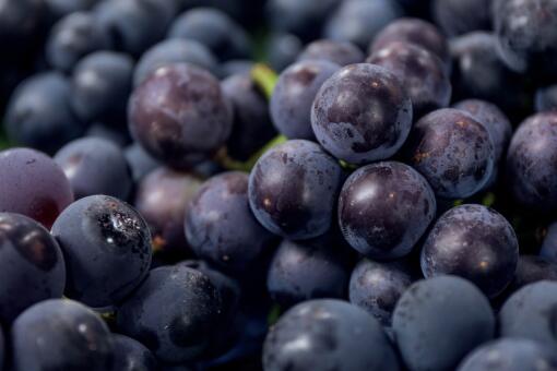 夏黑葡萄种植技术-摄图网