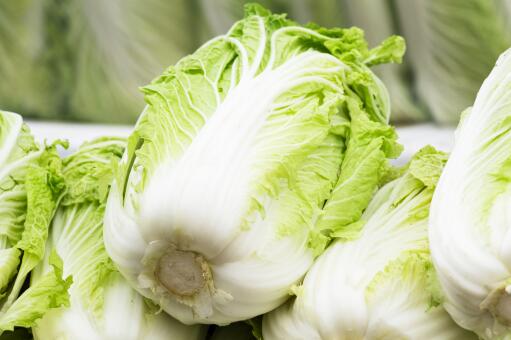 白菜高效种植技术-摄图网