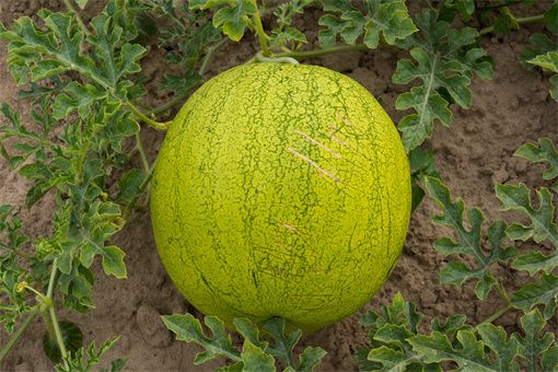 黄皮西瓜是不是转基因品种