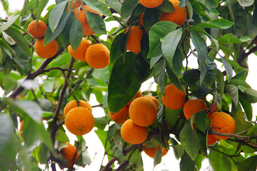 橘子树2-摄图网