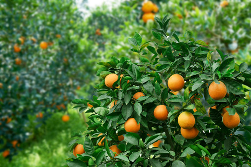 常见的橘子树病虫害和防治方法-摄图网