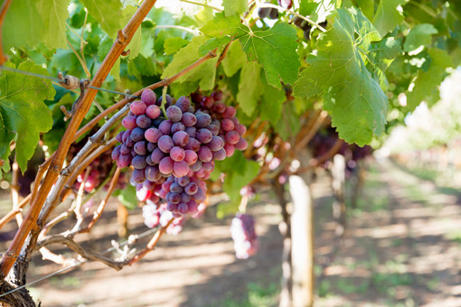 藤稔葡萄的种植方法和注意事项-摄图网