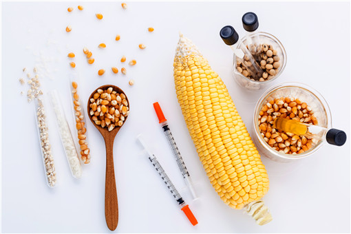 转基因玉米品种-摄图网