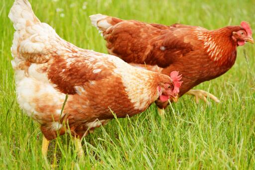 散养鸡养殖管理-摄图网