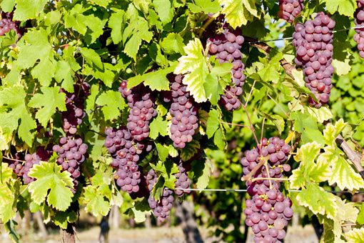 常见的酿酒葡萄品种及其优点
