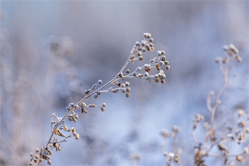 小雪-摄图网