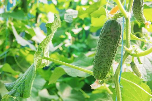 大棚黄瓜高效种植技术及病虫害防治措施-摄图网