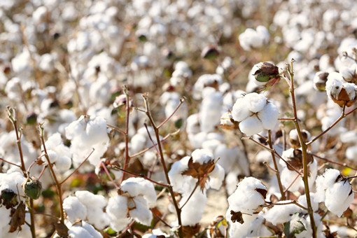 棉花的生长对土壤和气候分别有哪些要求-摄图网