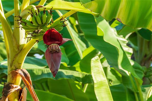 产地的气候对香蕉生长的影响