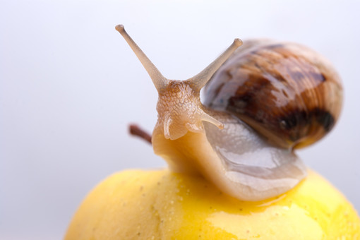 白玉蜗牛-摄图网