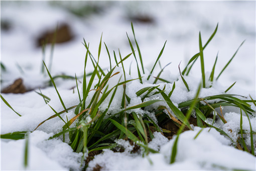 冬小麦浇越冬水主要目的是什么-摄图网