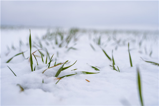 冬小麦浇越冬水主要目的是什么-摄图网