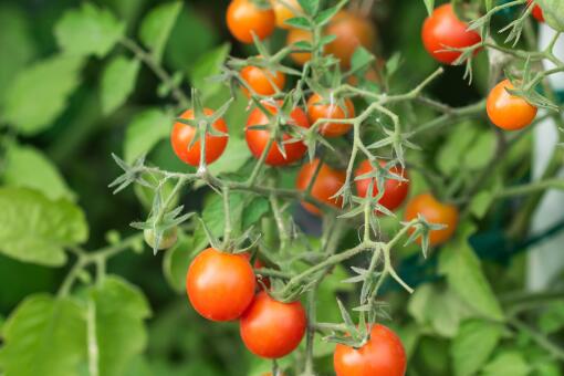 樱桃番茄的种植时间-摄图网