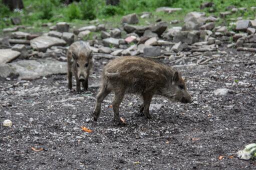 深圳一景区野猪被投喂成网红猪-摄图网