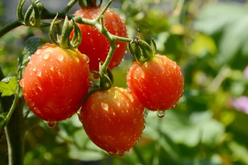 西红柿缓苗需要几天-摄图网