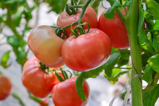西红柿缓苗-摄图网