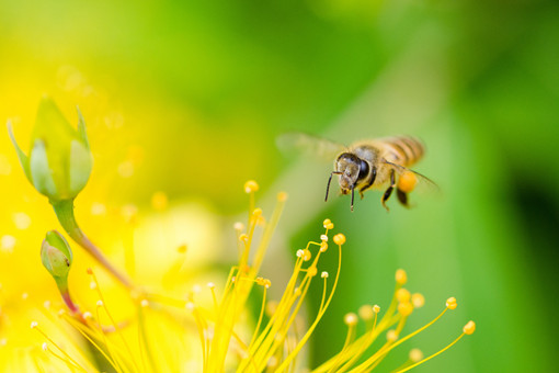 蜜蜂怎么抓的回来养-摄图网