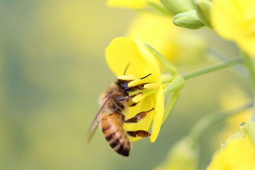 蜜蜂的特征-摄图网