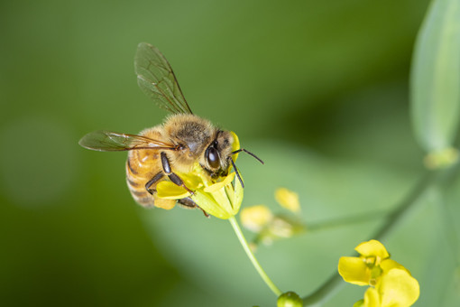 蜜蜂的生活习性-摄图网
