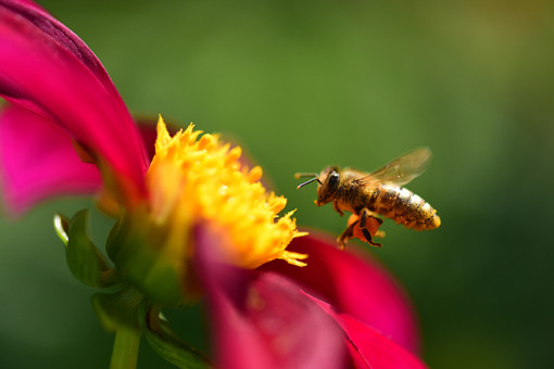 养蜂知识和技术-摄图网