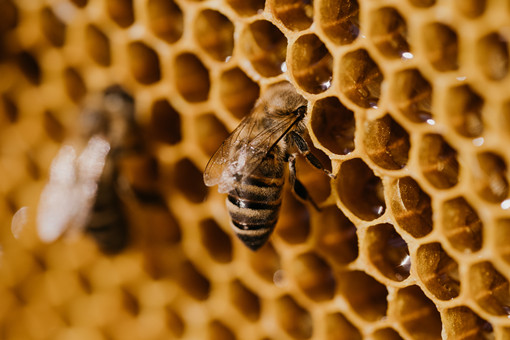 养蜂-摄图网