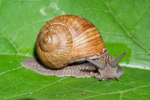 蜗牛怎么养殖方法-摄图网