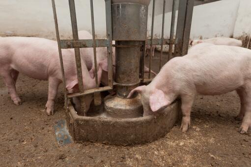 12月上旬生猪价环比下降3.4%-摄图网