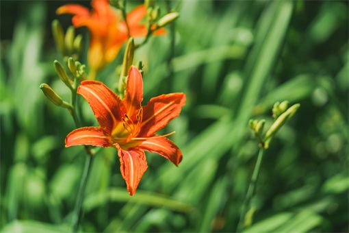 黄花菜