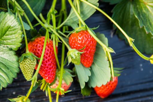 专家称明年初草莓或还将降价-摄图网