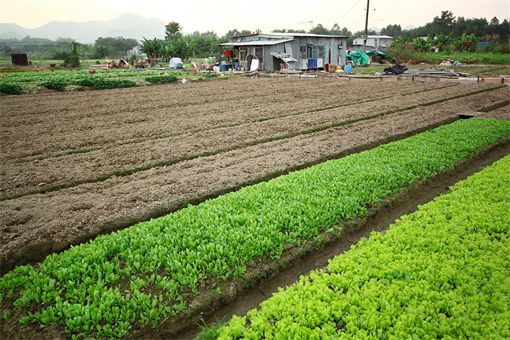 農(nóng)村土地是個人的嗎