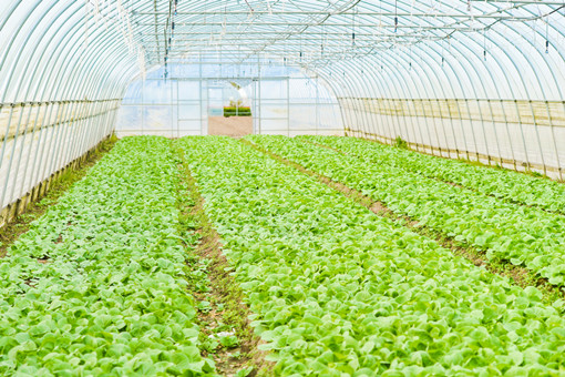 2024年河北省蔬菜种植设施农业用地政策-摄图网