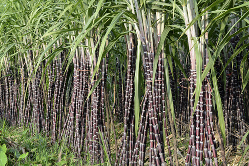 2024年广西糖料蔗种植补贴政策-摄图网
