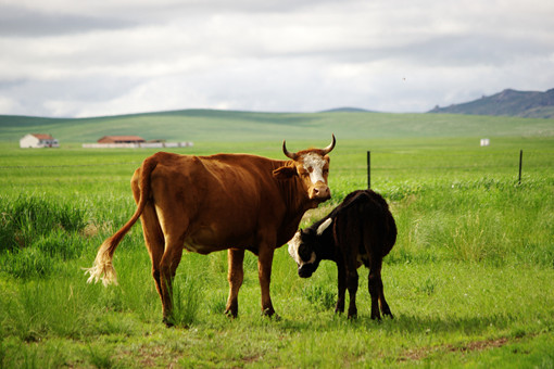2024年成县生态养牛产业发展补助-摄图网