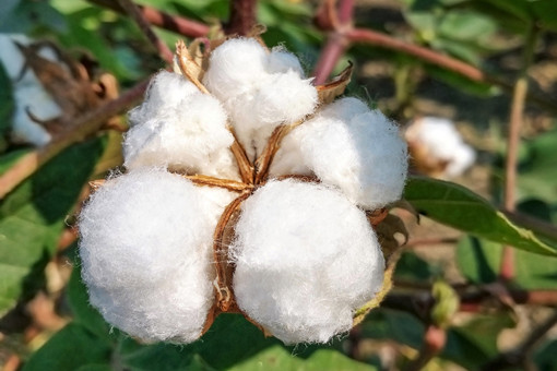 2024年东丽区棉花种植补贴政策-摄图网