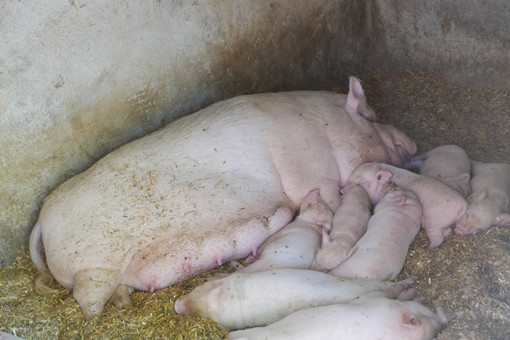 2024年沙县区生猪良种补贴政策-摄图网