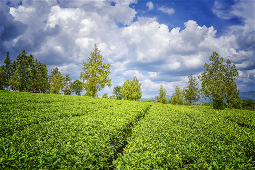 云南省茶产业绿色发展政策有哪些-摄图网