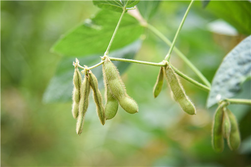 山西大豆种植补贴标准-摄图网