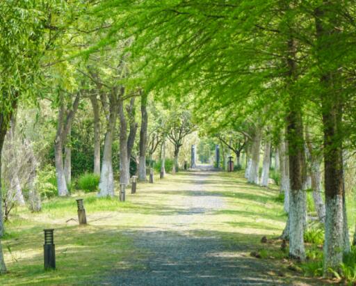 2024年湖南长沙市长沙县公益林补贴标准是多少钱一亩-摄图网