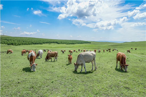 内蒙古多伦县肉牛养殖补贴扶持政策-摄图网