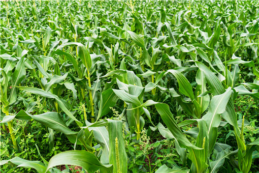重庆万州区大豆玉米带状复合种植补贴标准-摄图网