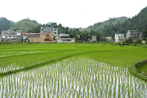 2024年乐安县水稻补贴政策-摄图网