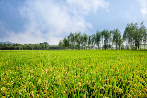 2024年东山县粮食补助政策-摄图网